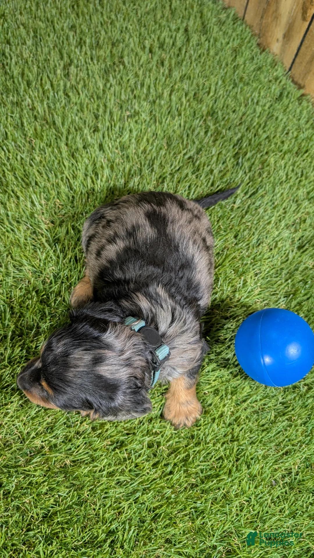 Miniature Dachshund dogs for sale: Darlie Boy 2 - Ad 2