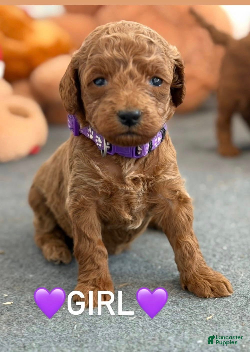 Mini Goldendoodle dogs PURPLE COLLAR - Ad 2