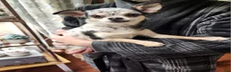 Chihuahua dogs for sale: Couture  - Ad 1