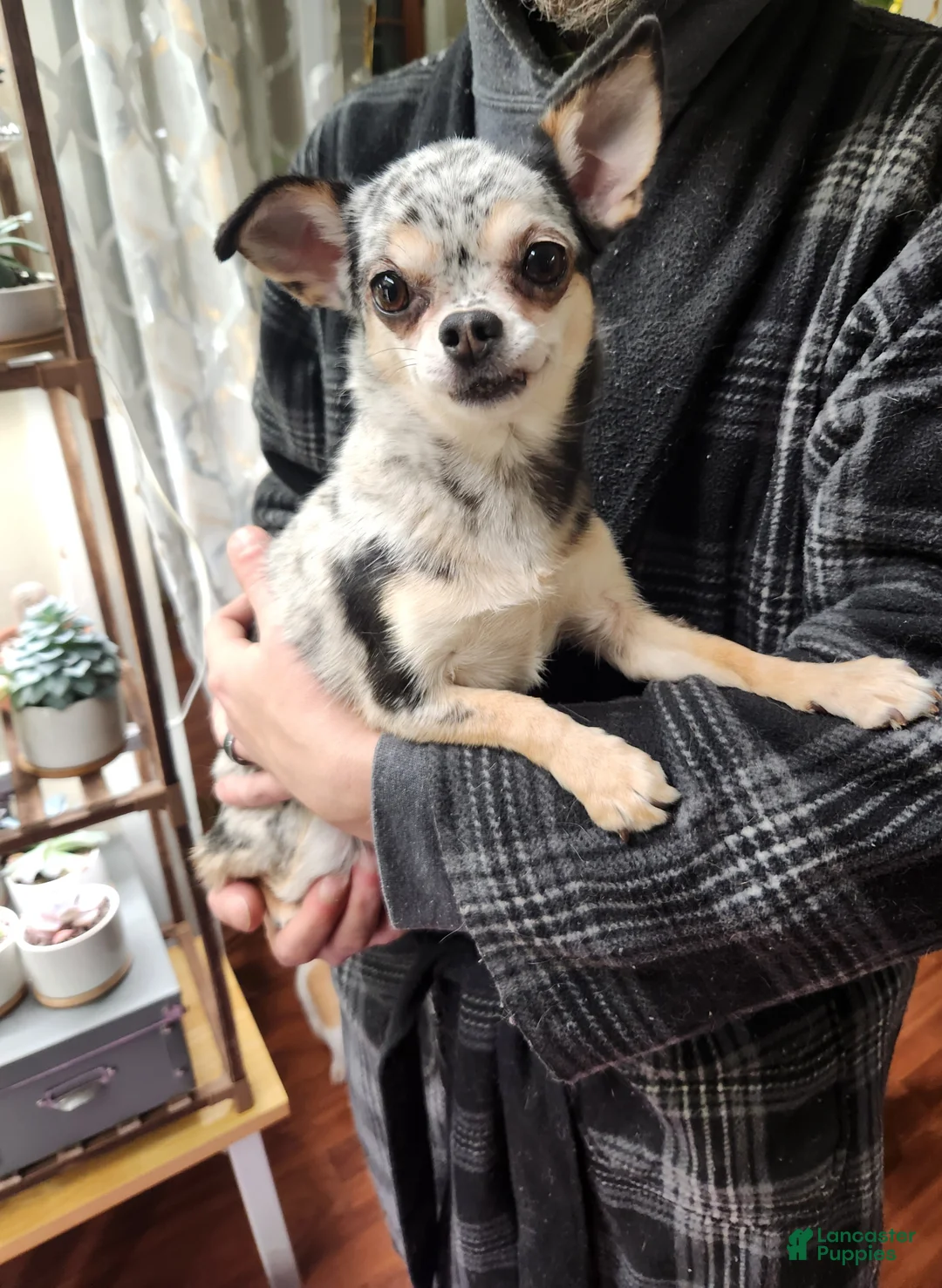 Chihuahua dogs for sale: Couture  - Ad 1