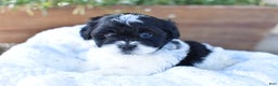Mixed Breed dogs for sale: Oreo - Ad 4