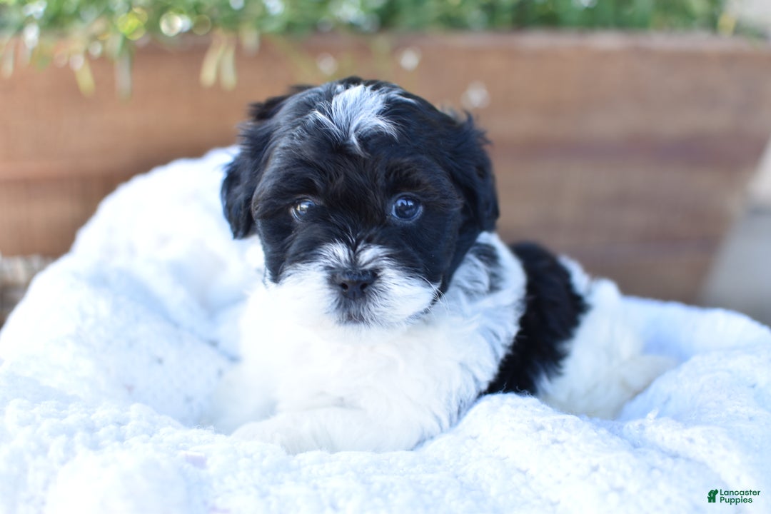 Mixed Breed dogs for sale: Oreo - Ad 4