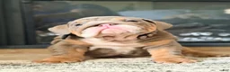 English Bulldog dogs for sale: Jelly  - Ad 2