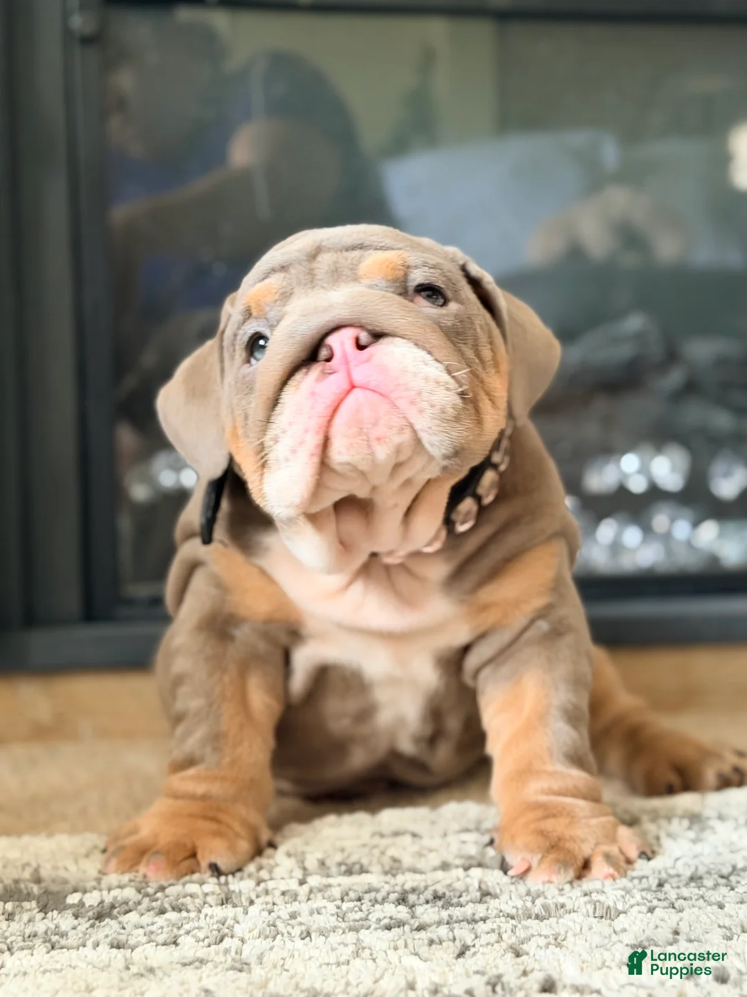 English Bulldog dogs for sale: Jelly  - Ad 2
