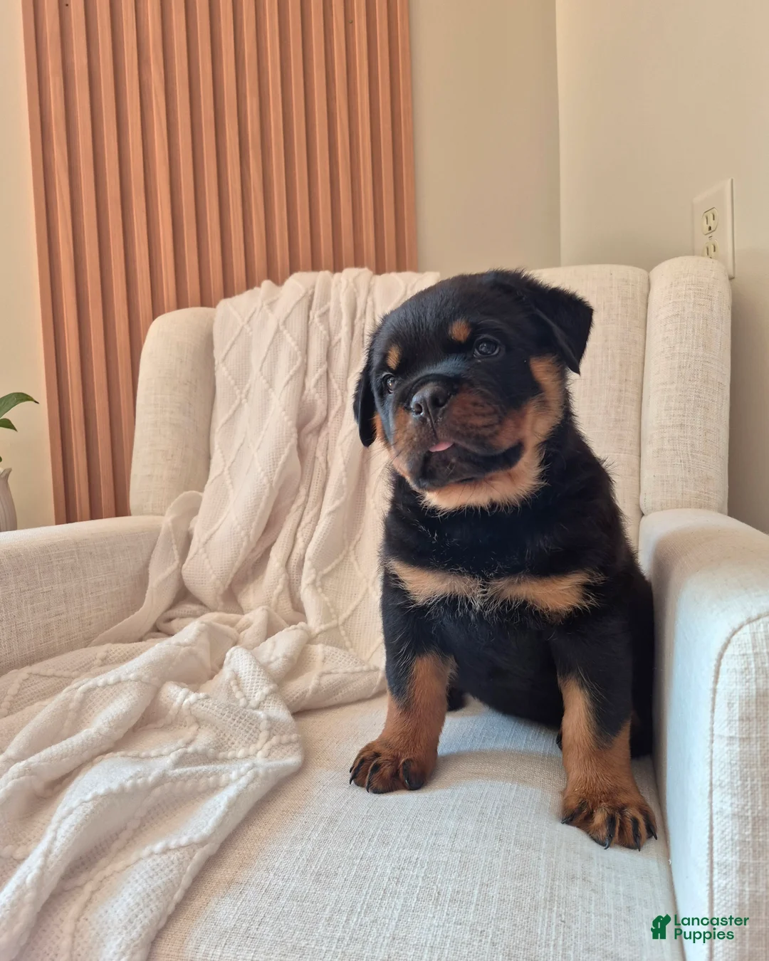 Rottweiler dogs for sale: Bruno - Ad 2