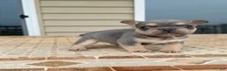French Bulldog dogs for sale: Rocky - Ad 3