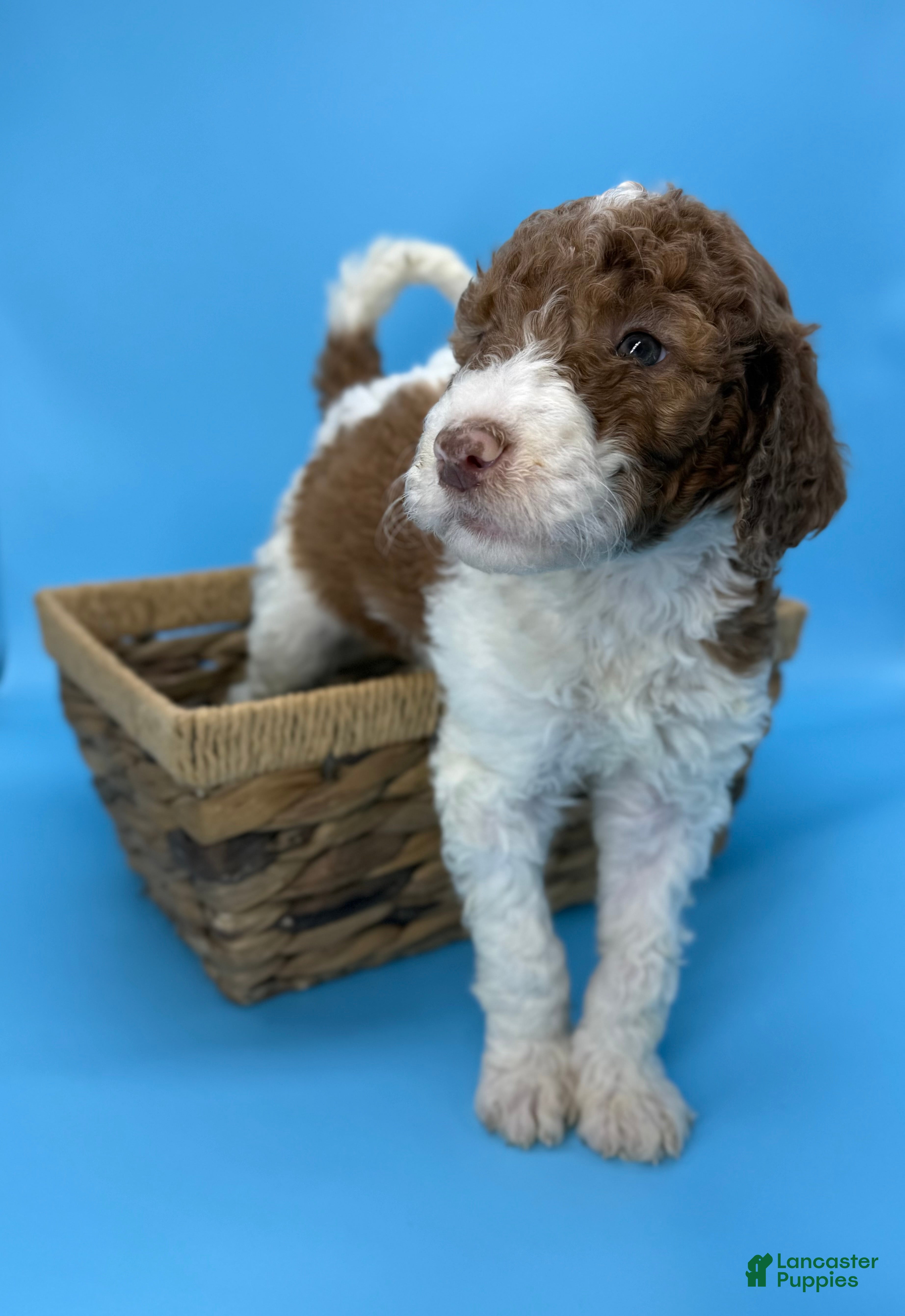 Sheepadoodle dogs Boston Creme - Ad 26
