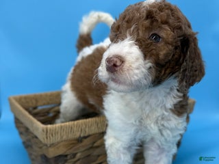 Sheepadoodle dogs Boston Creme - Ad 26