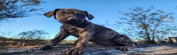 Catahoula Leopard Dog dogs for sale: Tracy II 2025 Female 4 - Ad 1
