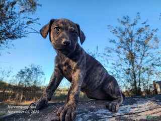 Catahoula Leopard Dog dogs Tracy II 2025 Female 4 - Ad 38