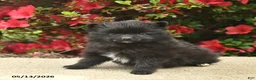 Pomeranian dogs for sale: Bowe  - Ad 4