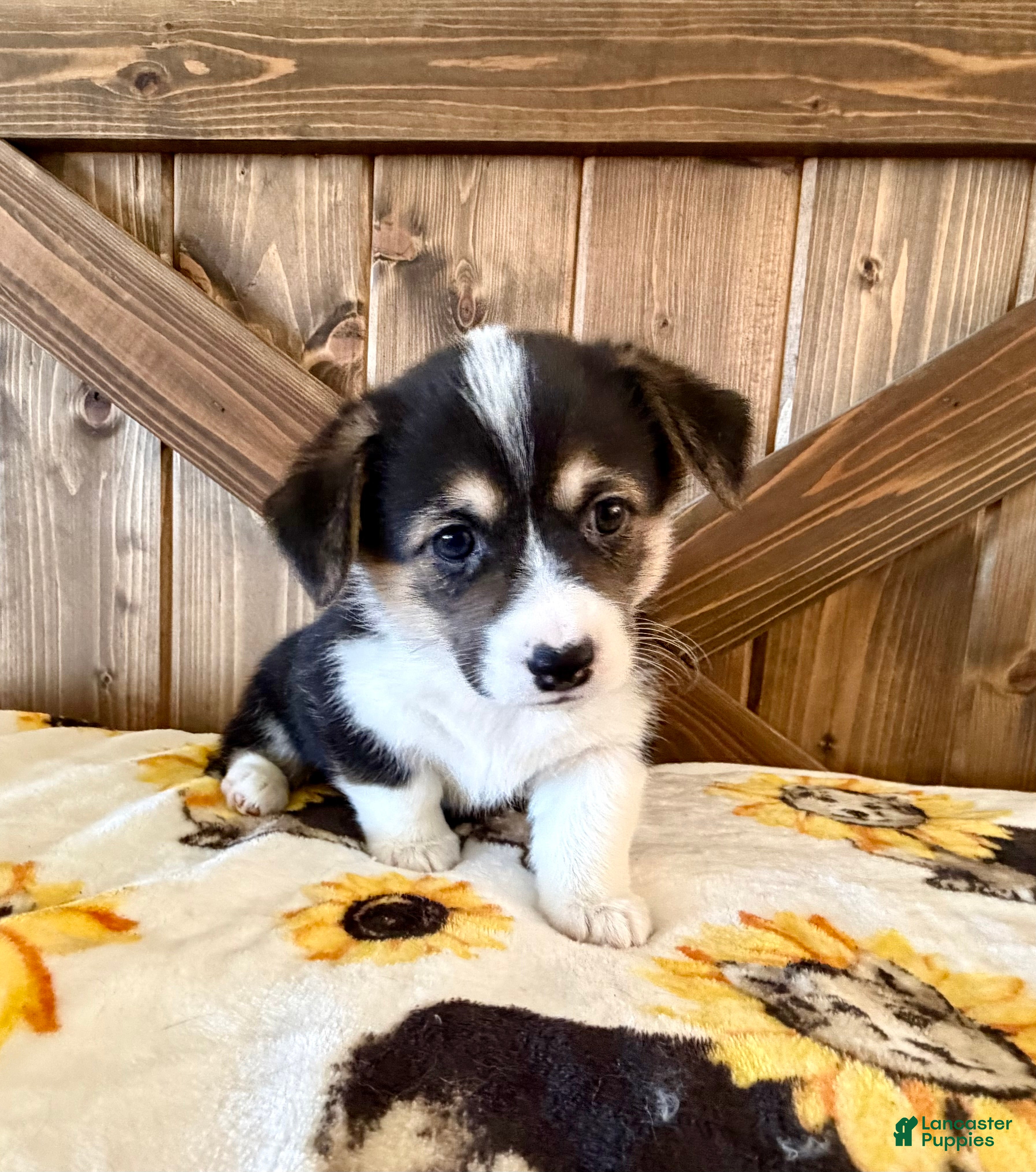 Welsh Corgi Pembroke dogs Zoey - Ad 1