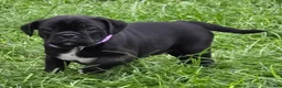 Mixed Breed dogs for sale: Poppy  - Ad 3
