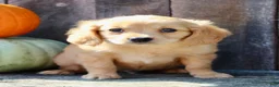 Miniature Golden Retriever dogs for sale: Harley Male Mini Golden Retriever - Ad 4