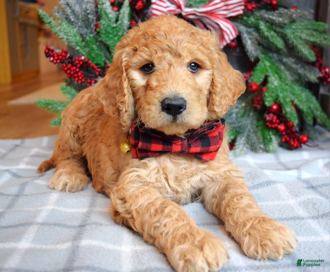 Goldendoodle dogs for sale: Parker  - Ad 5