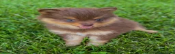 Pomsky dogs for sale: Heidi Jr. - Ad 10