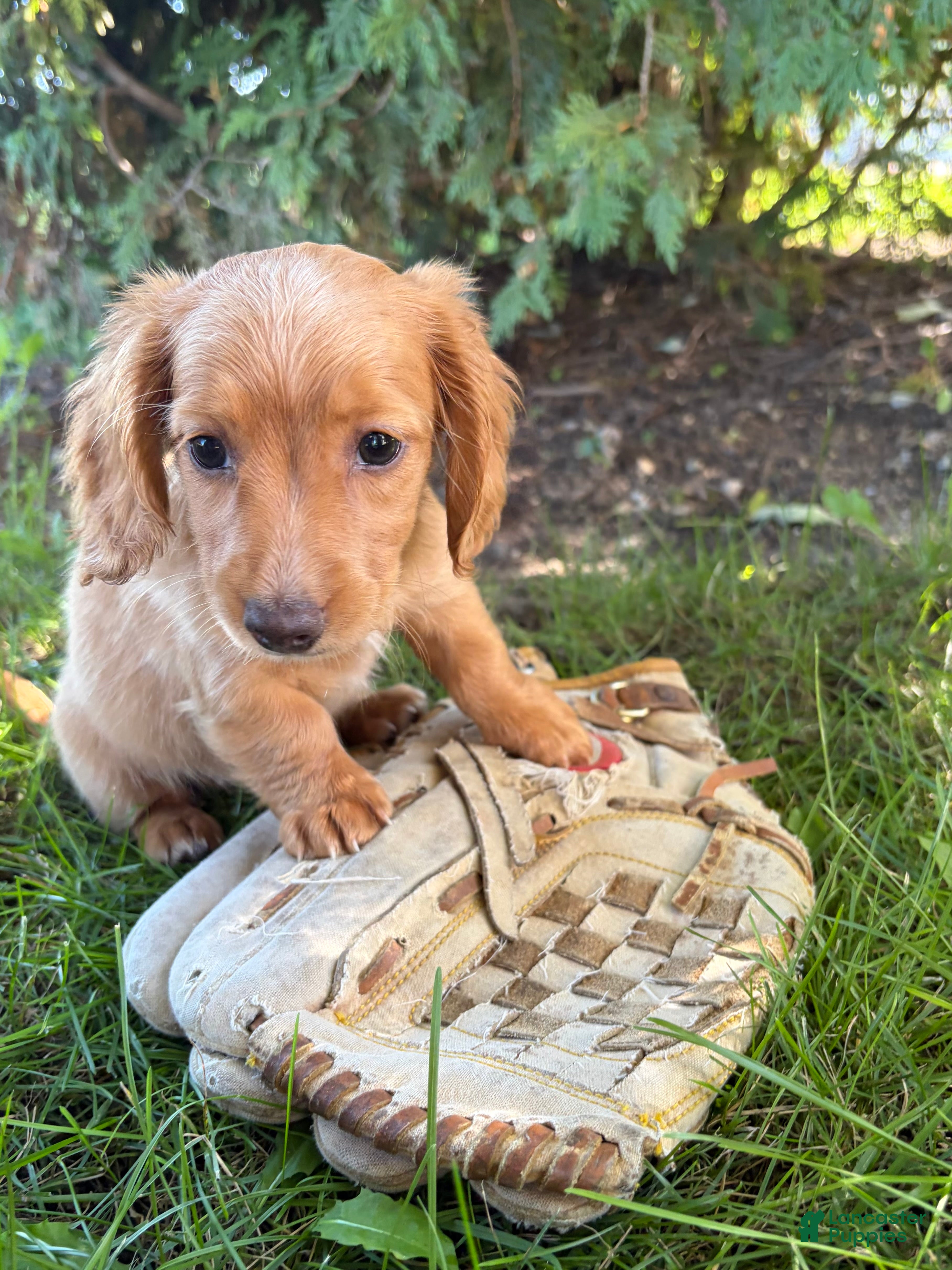 Miniature Dachshund dogs Honey - Ad 1