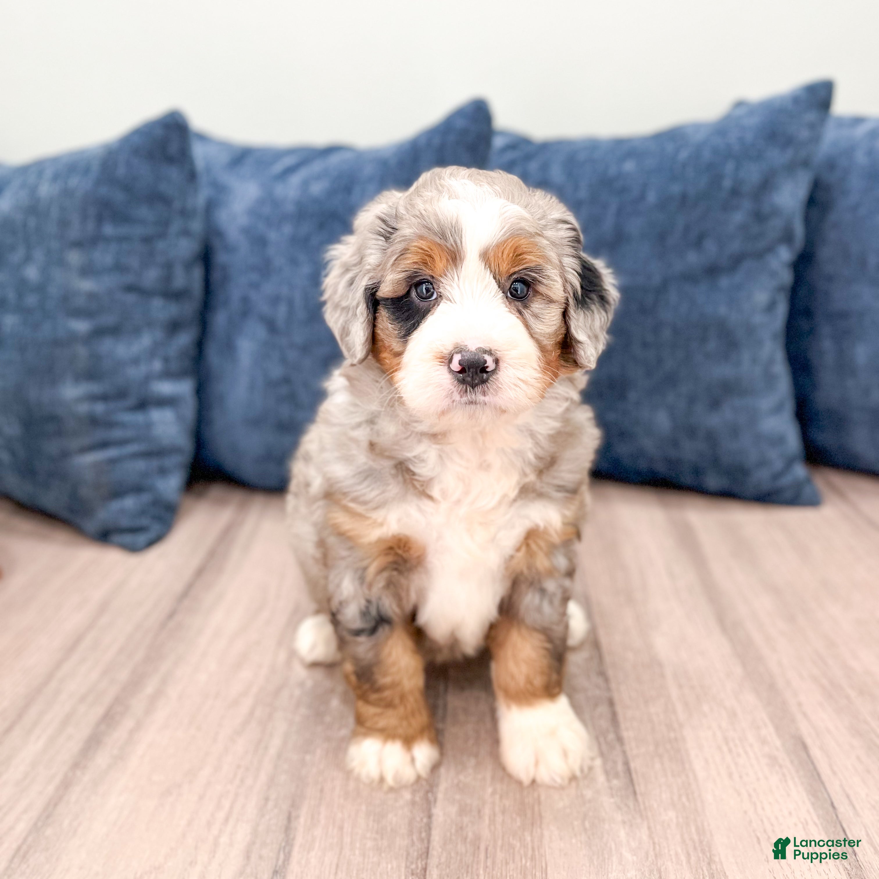 Mini Bernedoodle dogs Biscuit - Ad 2