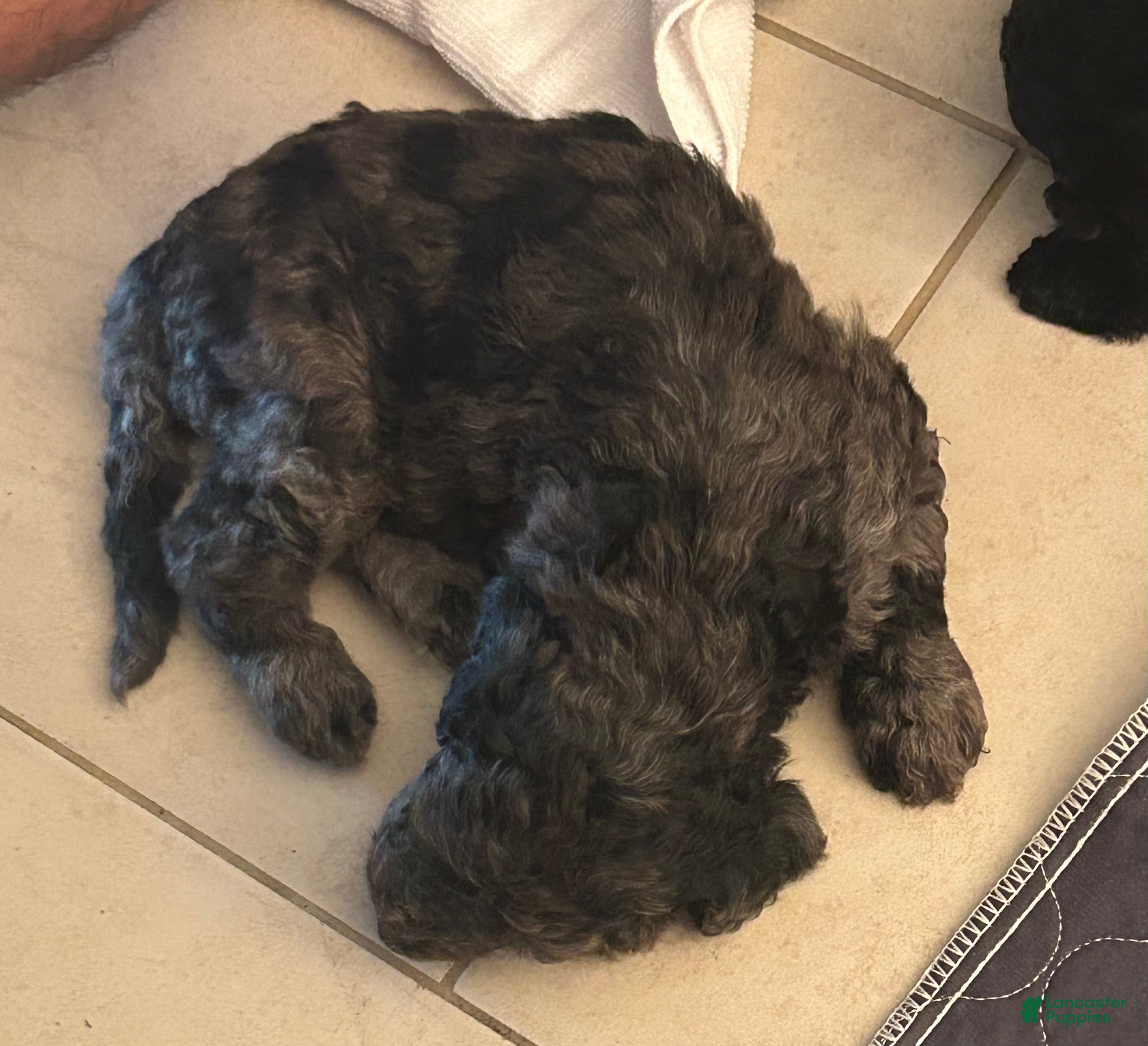 Standard Poodle dogs Standard Poodle 1 - Ad 2
