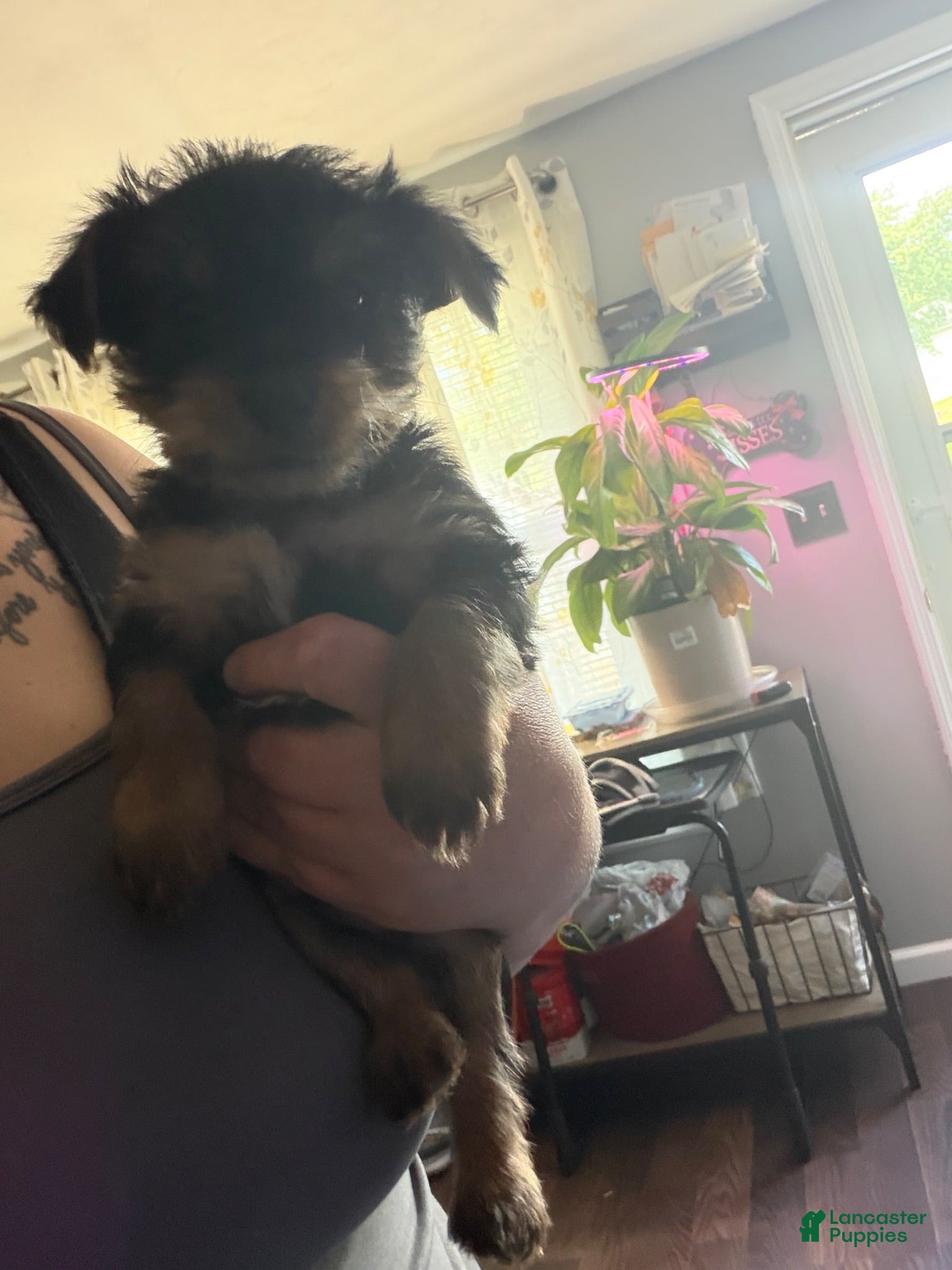 Yorkshire Terrier dogs Yorkshire Terrier 1 - Ad 1