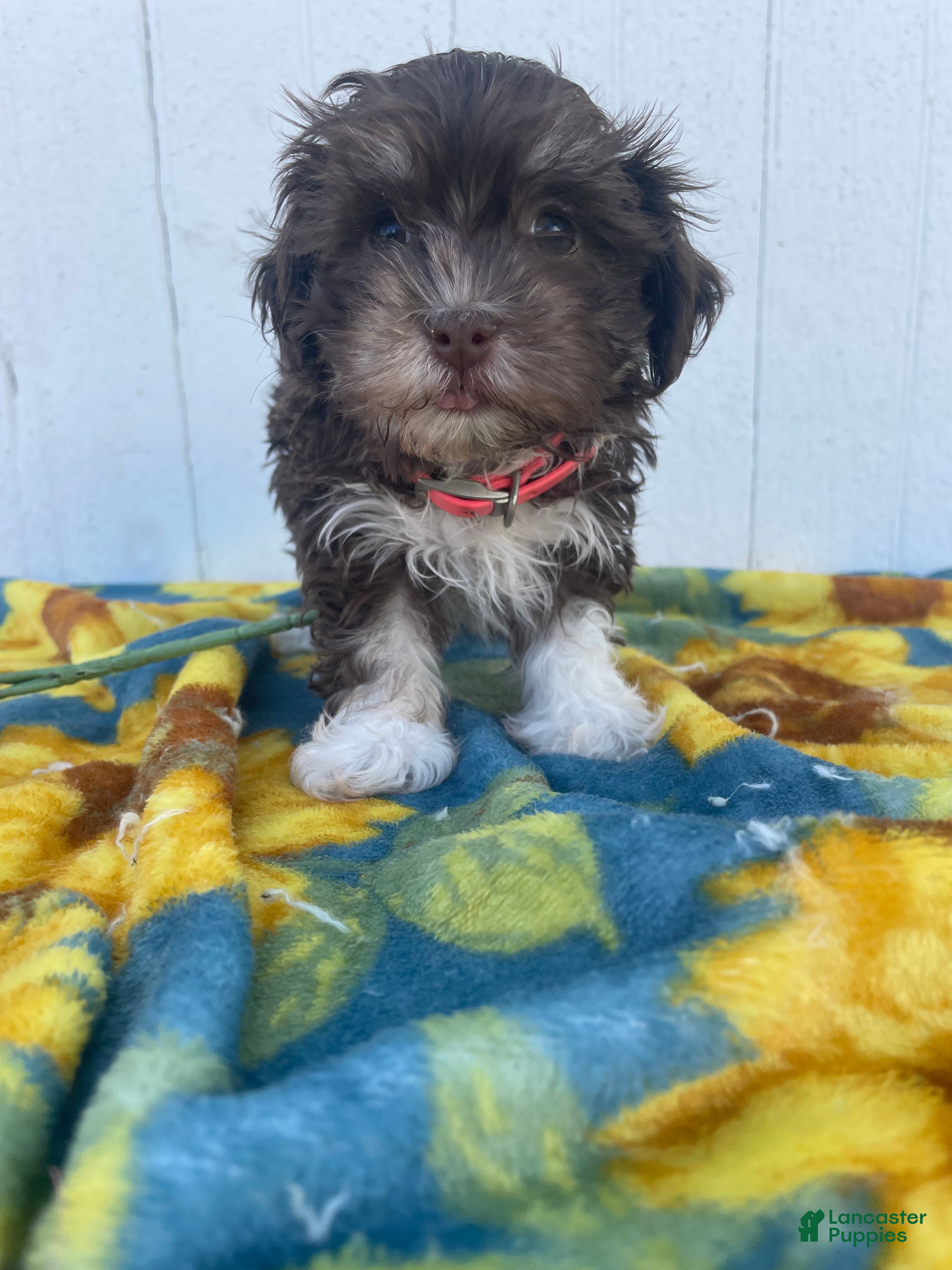 Havanese dogs Cuddles - Ad 24