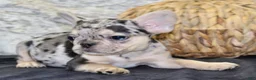 French Bulldog dogs for sale: Luna - Ad 3