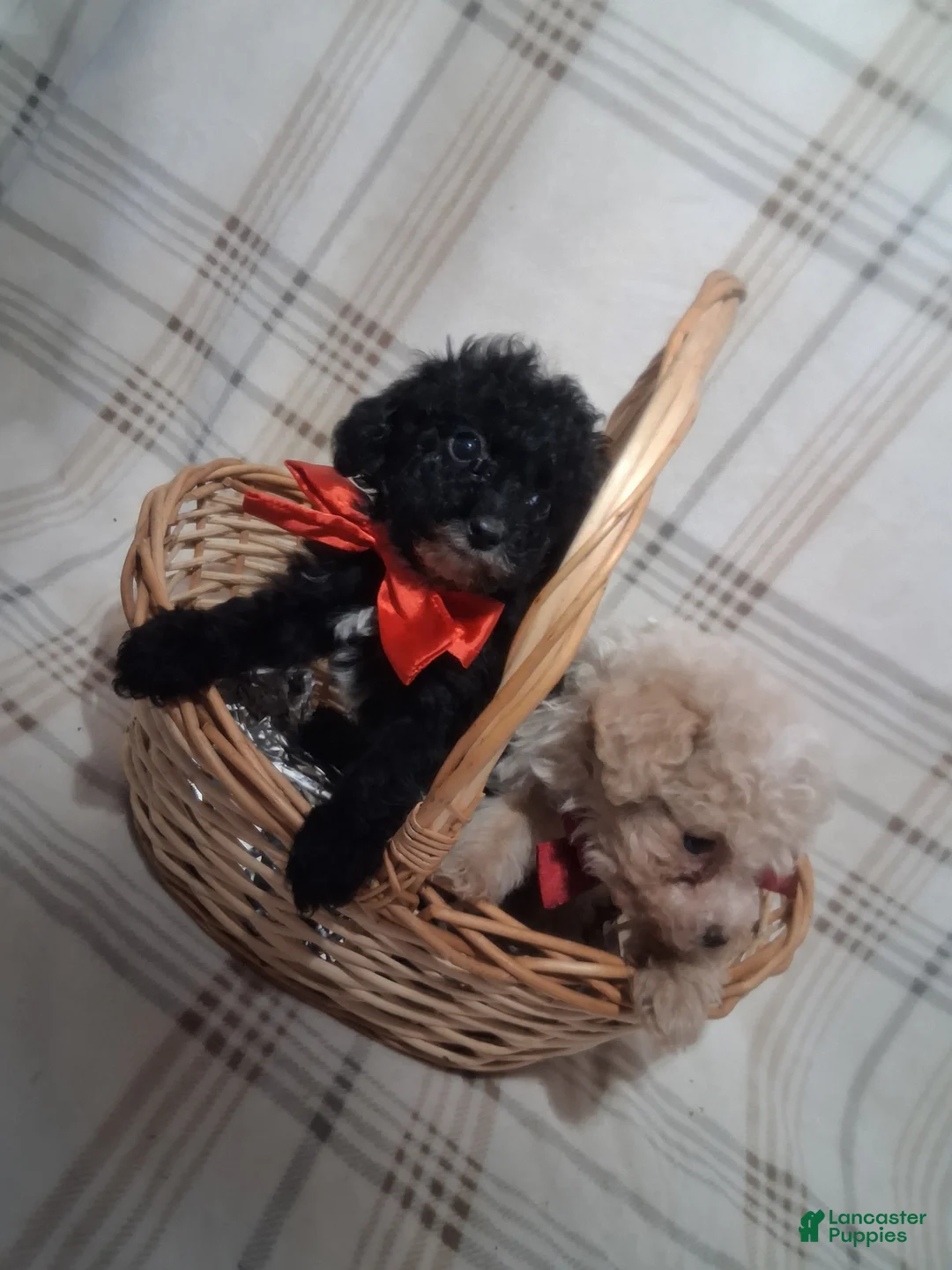 Miniature Poodle dogs for sale: Miniature Poodle Puppy 1 - Ad 7