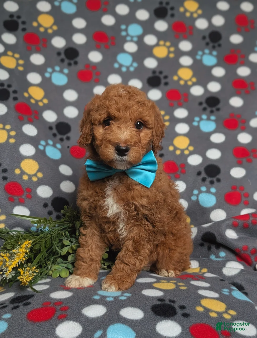 Goldendoodle dogs for sale: Ferguson Hypoallergenic - Ad 1