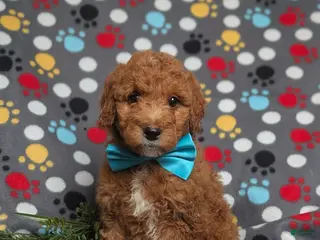 Mini Goldendoodle dogs for sale: Ferguson Hypoallergenic - Ad 1