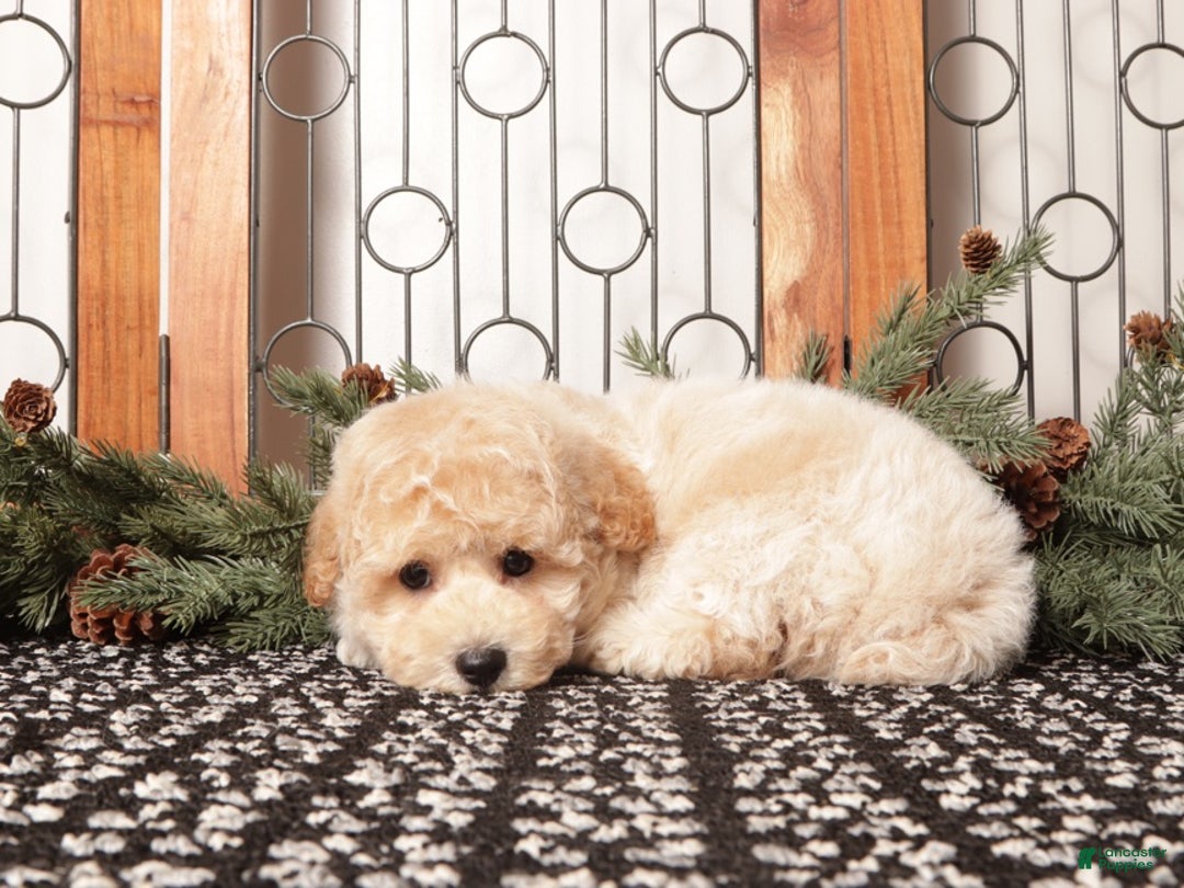 Bichpoo dogs for sale: Jay - Ad 4