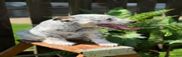 Australian Cattle Dog dogs for sale: Kodi  - Ad 2