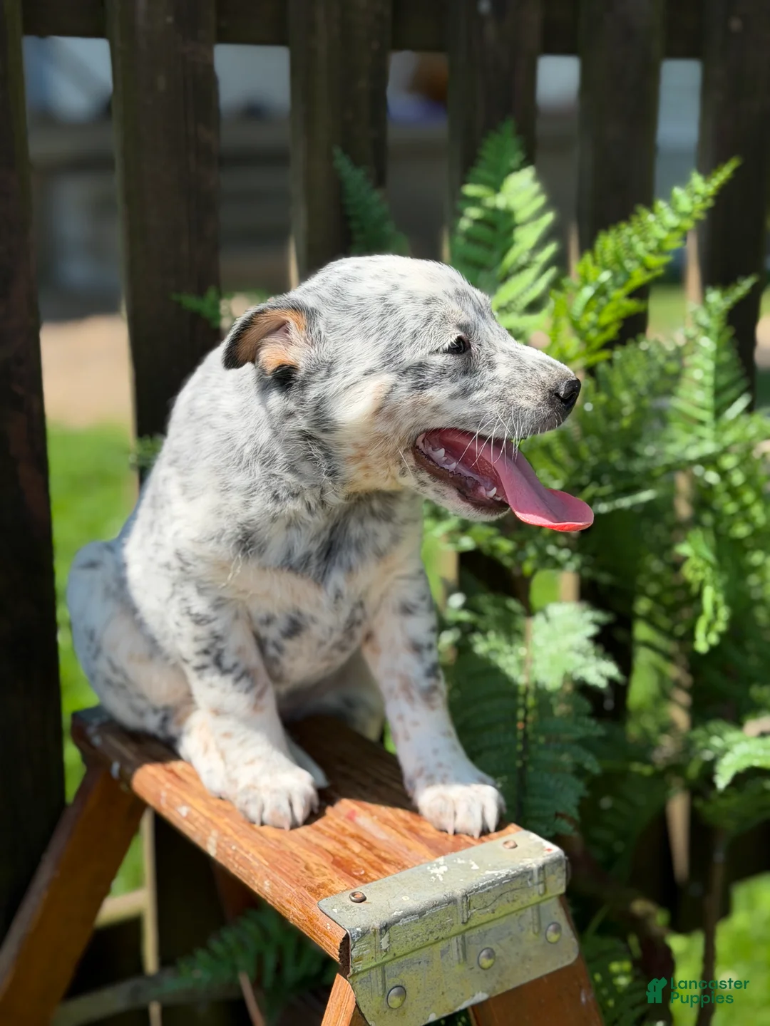 Australian Cattle Dog dogs for sale: Kodi  - Ad 2