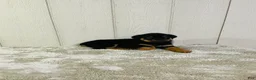 Rottweiler dogs for sale: Rottweiler 2 - Ad 12