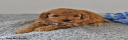 Mini Goldendoodle dogs for sale: Simon - Ad 8