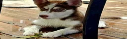 Pomsky dogs for sale: Scout - Ad 3