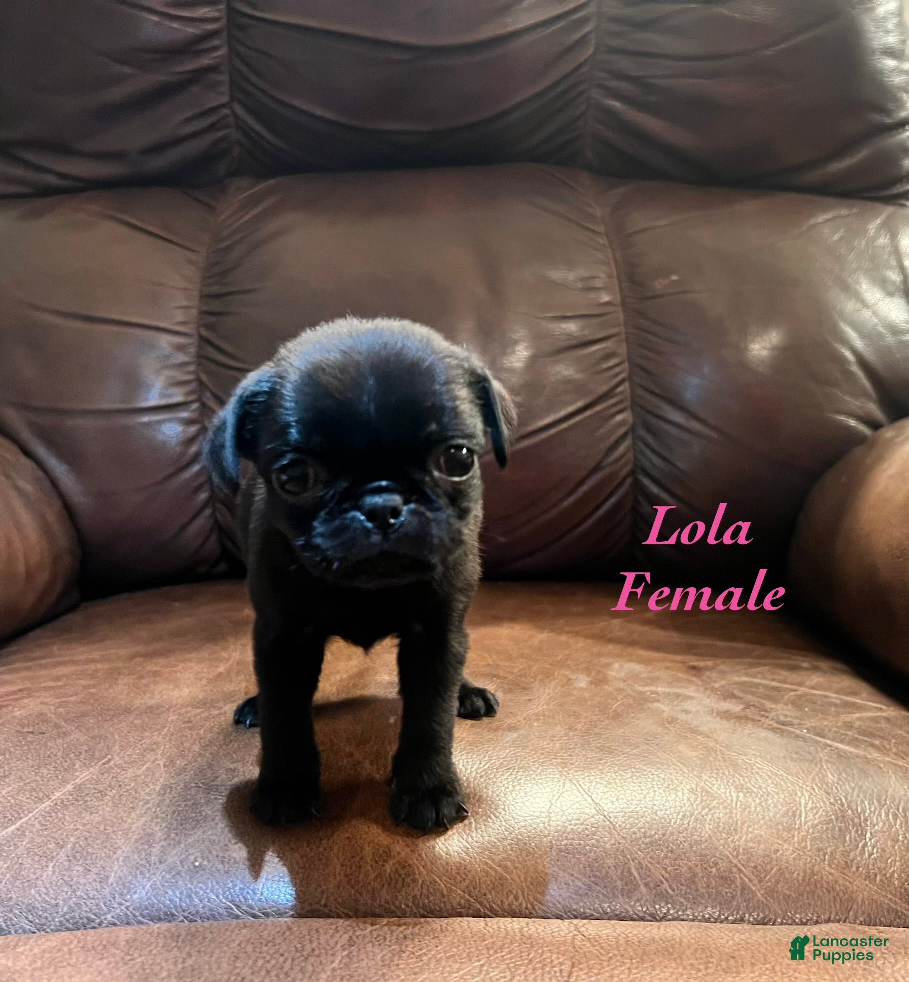 Pug dogs Lola - Ad 1