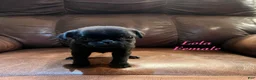 Pug dogs for sale: Lola - Ad 1