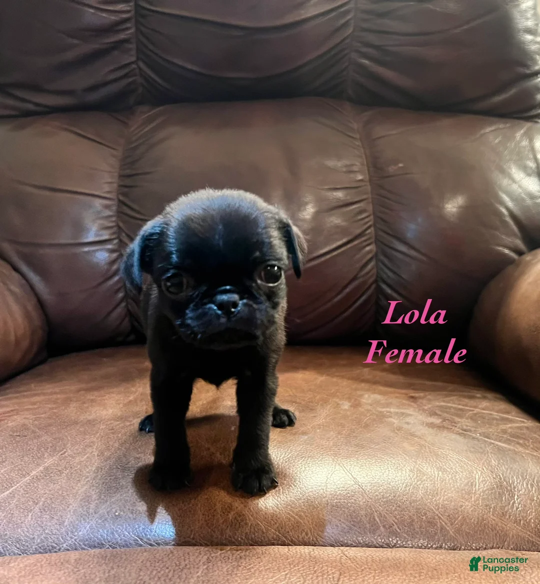 Pug dogs for sale: Lola - Ad 1