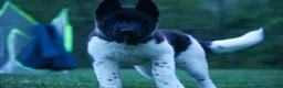 Akita dogs for sale: Olive - Ad 10