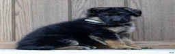 German Shepherd dogs for sale: Zorro - Ad 4