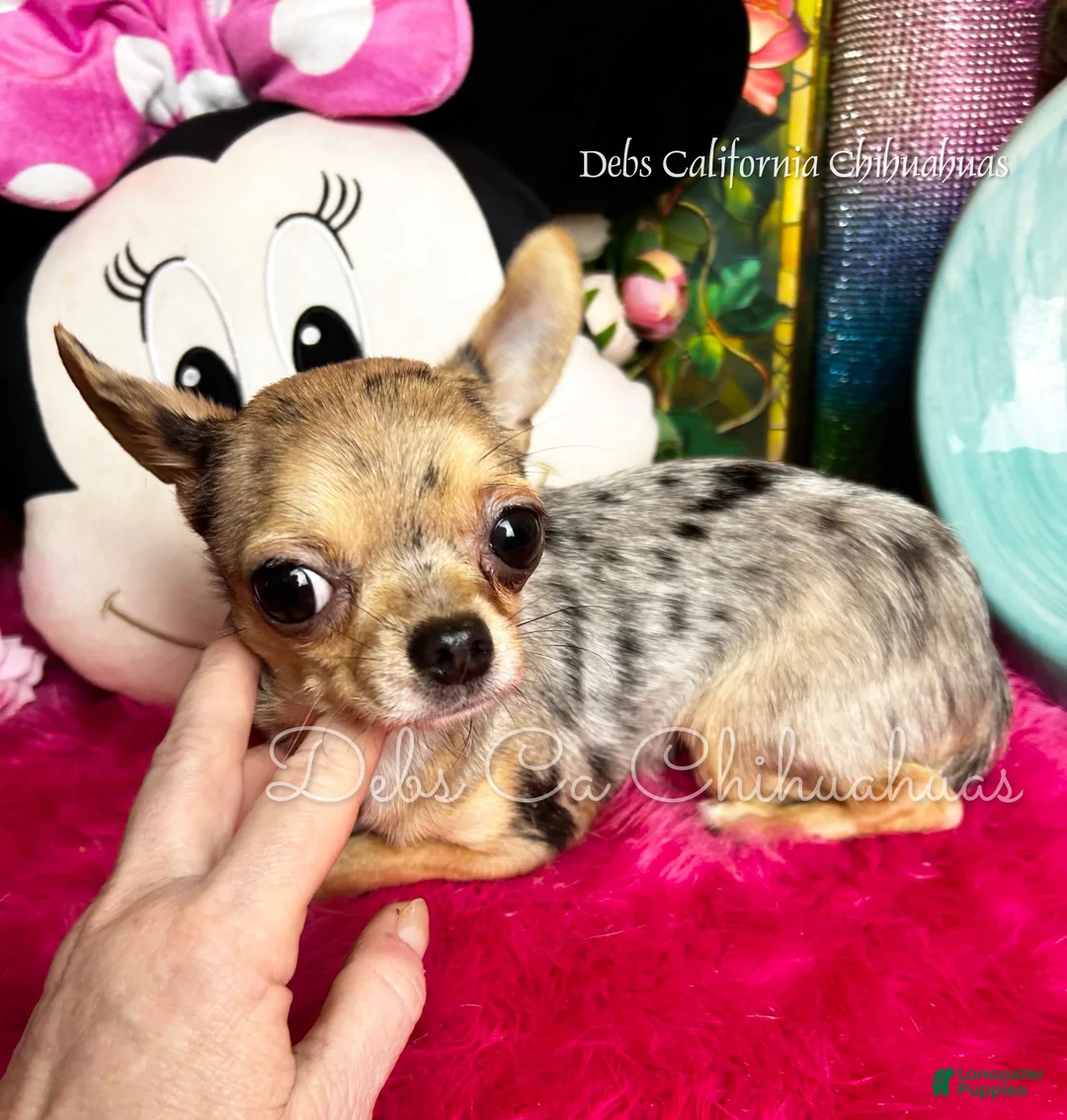 Chihuahua dogs for sale: Coco Chanel  - Ad 3