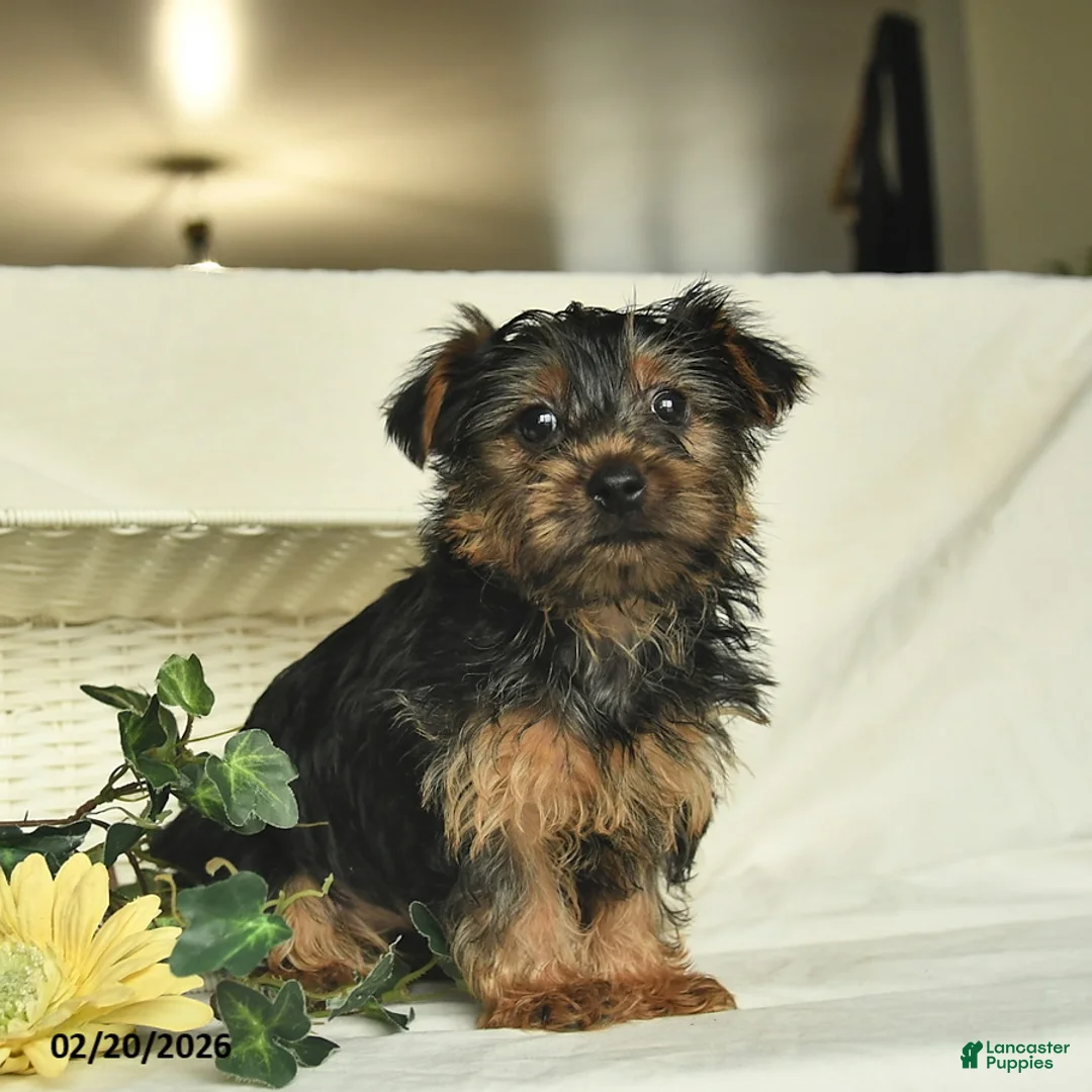 Yorkshire Terrier dogs for sale: Roxy  - Ad 4