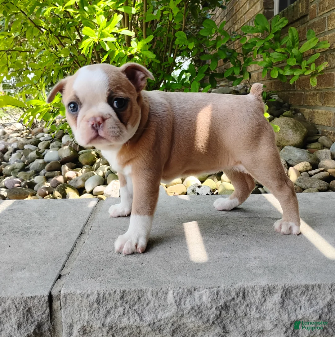 Boston Terrier dogs for sale: Candy - Ad 3