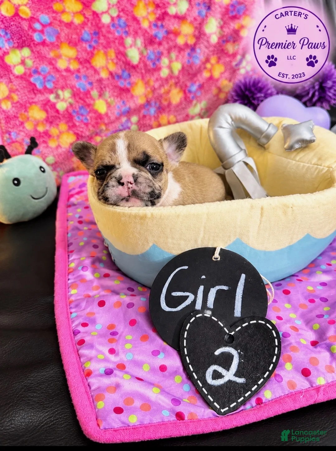 French Bulldog dogs for sale: French Bulldog 2 sweetie  - Ad 2