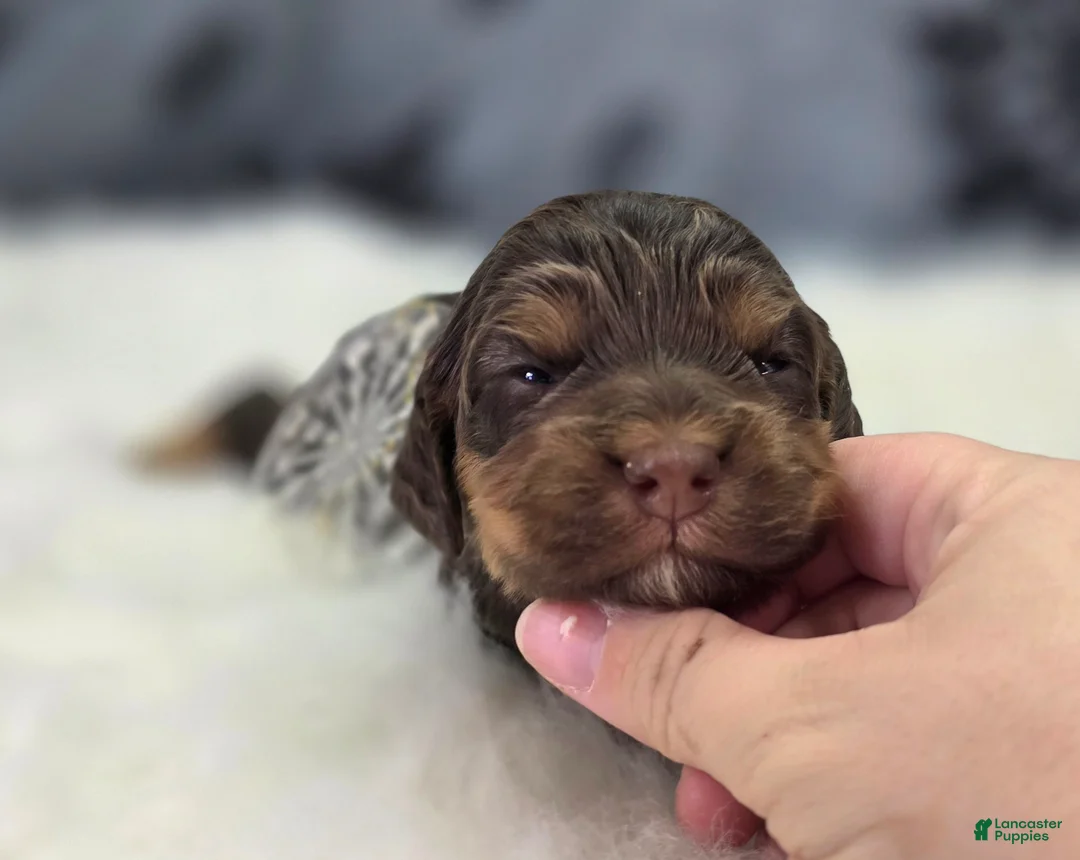 Cockapoo dogs for sale: Castor - Ad 4