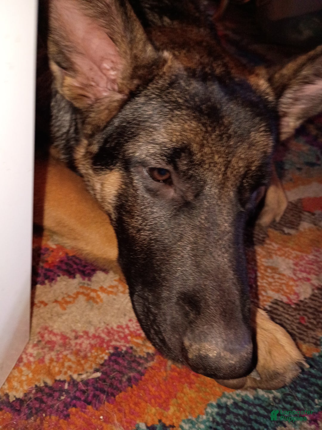 German Shepherd dogs for sale: German Shepherd Puppy 1 - Ad 1