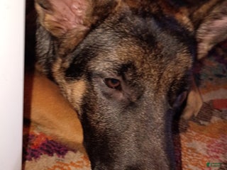 German Shepherd dogs German Shepherd Puppy 1 - Ad 31