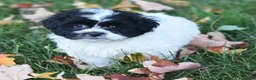 Teddy Bear dogs for sale: Amy - Ad 1