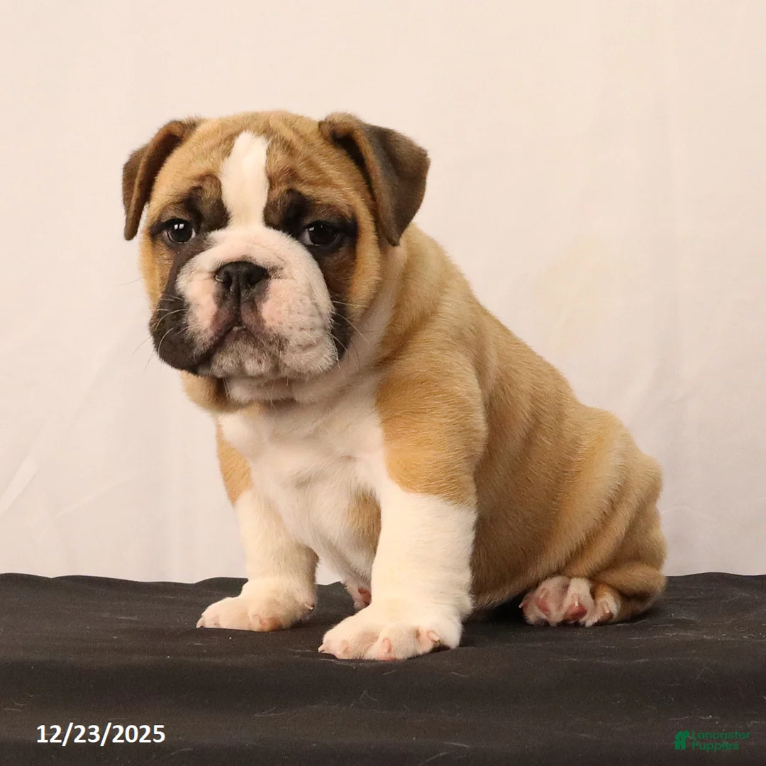 English Bulldog dogs for sale: Sebastian - Ad 8
