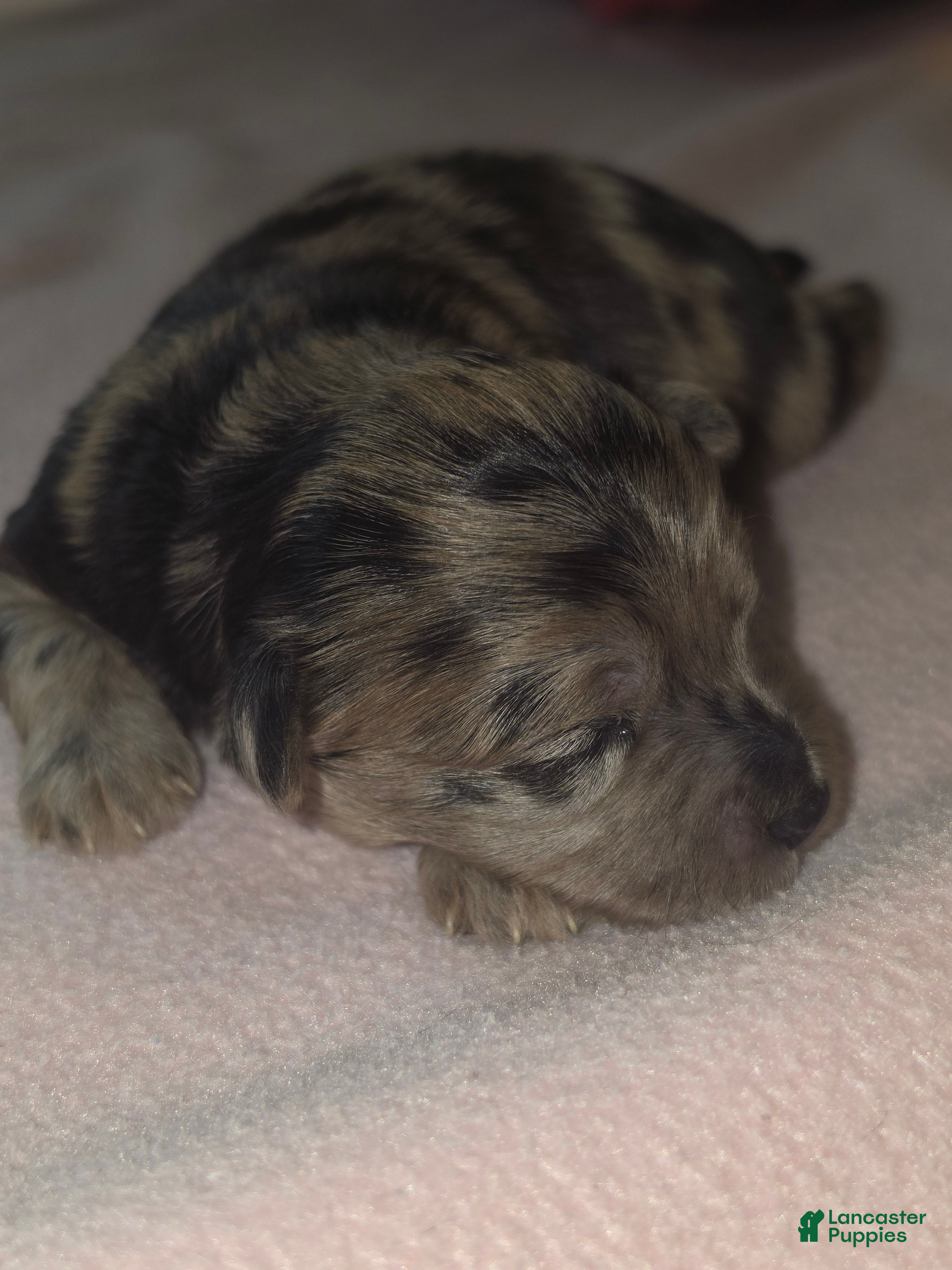 Aussiedoodle dogs Aussiedoodle 1 - Ad 1
